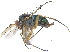  (Dolichopus wheeleri - CCDB-23303-G04)  @16 [ ] CreativeCommons - Attribution (2015) CBG Photography Group Centre for Biodiversity Genomics
