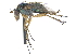  ( - CCDB-23303-G07)  @11 [ ] CreativeCommons - Attribution (2015) CBG Photography Group Centre for Biodiversity Genomics