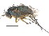  ( - CCDB-23303-G08)  @11 [ ] CreativeCommons - Attribution (2015) CBG Photography Group Centre for Biodiversity Genomics