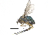  ( - CCDB-23303-G09)  @15 [ ] CreativeCommons - Attribution (2015) CBG Photography Group Centre for Biodiversity Genomics