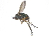  ( - CCDB-23303-G10)  @15 [ ] CreativeCommons - Attribution (2015) CBG Photography Group Centre for Biodiversity Genomics