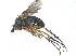  (Dolichopus virga - CCDB-23303-G11)  @16 [ ] CreativeCommons - Attribution (2015) CBG Photography Group Centre for Biodiversity Genomics