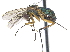  ( - CCDB-23303-H01)  @11 [ ] CreativeCommons - Attribution (2015) CBG Photography Group Centre for Biodiversity Genomics