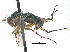  (Dolichopus vigilans - CCDB-23303-H05)  @14 [ ] CreativeCommons - Attribution (2015) CBG Photography Group Centre for Biodiversity Genomics