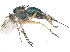  ( - CCDB-23303-H10)  @11 [ ] CreativeCommons - Attribution (2015) CBG Photography Group Centre for Biodiversity Genomics