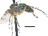  ( - CCDB-23303-H11)  @14 [ ] CreativeCommons - Attribution (2015) CBG Photography Group Centre for Biodiversity Genomics