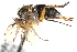  (Dolichopus trisetosus - CCDB-23304-A01)  @11 [ ] CreativeCommons - Attribution (2015) CBG Photography Group Centre for Biodiversity Genomics