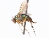  ( - CCDB-23304-A10)  @15 [ ] CreativeCommons - Attribution (2015) CBG Photography Group Centre for Biodiversity Genomics