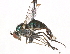  ( - CCDB-23304-B03)  @13 [ ] CreativeCommons - Attribution (2015) CBG Photography Group Centre for Biodiversity Genomics