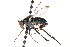  ( - CCDB-23304-B05)  @13 [ ] CreativeCommons - Attribution (2015) CBG Photography Group Centre for Biodiversity Genomics