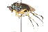  (Dolichopus pennatus - CCDB-23304-B08)  @14 [ ] CreativeCommons - Attribution (2015) CBG Photography Group Centre for Biodiversity Genomics