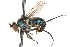  (Dolichopus ovatus - CCDB-23304-C06)  @15 [ ] CreativeCommons - Attribution (2015) CBG Photography Group Centre for Biodiversity Genomics