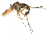  ( - CCDB-23304-C09)  @13 [ ] CreativeCommons - Attribution (2015) CBG Photography Group Centre for Biodiversity Genomics