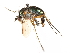  (Dolichopus ornatipennis - CCDB-23304-C11)  @15 [ ] CreativeCommons - Attribution (2015) CBG Photography Group Centre for Biodiversity Genomics