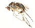  ( - CCDB-23304-D01)  @11 [ ] CreativeCommons - Attribution (2015) CBG Photography Group Centre for Biodiversity Genomics