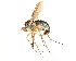  ( - CCDB-23304-D02)  @11 [ ] CreativeCommons - Attribution (2015) CBG Photography Group Centre for Biodiversity Genomics