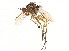  (Dolichopus omnivagus - CCDB-23304-D04)  @13 [ ] CreativeCommons - Attribution (2015) CBG Photography Group Centre for Biodiversity Genomics