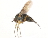  ( - CCDB-23304-E01)  @15 [ ] CreativeCommons - Attribution (2015) CBG Photography Group Centre for Biodiversity Genomics