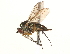  (Dolichopus melanocerus - CCDB-23304-E02)  @15 [ ] CreativeCommons - Attribution (2015) CBG Photography Group Centre for Biodiversity Genomics