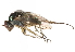  (Dolichopus indigenus - CCDB-23304-F08)  @11 [ ] CreativeCommons - Attribution (2015) CBG Photography Group Centre for Biodiversity Genomics