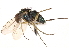  ( - CCDB-23304-F11)  @11 [ ] CreativeCommons - Attribution (2015) CBG Photography Group Centre for Biodiversity Genomics