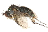  ( - CCDB-23304-F12)  @11 [ ] CreativeCommons - Attribution (2015) CBG Photography Group Centre for Biodiversity Genomics