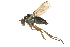  ( - CCDB-23304-G07)  @11 [ ] CreativeCommons - Attribution (2015) CBG Photography Group Centre for Biodiversity Genomics