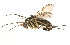  ( - CCDB-23304-G10)  @11 [ ] CreativeCommons - Attribution (2015) CBG Photography Group Centre for Biodiversity Genomics