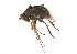  ( - CCDB-23304-H01)  @11 [ ] CreativeCommons - Attribution (2015) CBG Photography Group Centre for Biodiversity Genomics