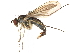  (Dolichopus flavicoxa - CCDB-23304-H04)  @14 [ ] CreativeCommons - Attribution (2015) CBG Photography Group Centre for Biodiversity Genomics