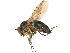  ( - CCDB-23304-H11)  @11 [ ] CreativeCommons - Attribution (2015) CBG Photography Group Centre for Biodiversity Genomics