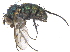  ( - CCDB-23305-A03)  @11 [ ] CreativeCommons - Attribution (2015) CBG Photography Group Centre for Biodiversity Genomics