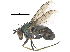 (Dolichopus demissus - CCDB-23305-A04)  @15 [ ] CreativeCommons - Attribution (2015) CBG Photography Group Centre for Biodiversity Genomics