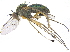  ( - CCDB-23305-A08)  @15 [ ] CreativeCommons - Attribution (2015) CBG Photography Group Centre for Biodiversity Genomics