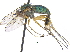  ( - CCDB-23305-A09)  @15 [ ] CreativeCommons - Attribution (2015) CBG Photography Group Centre for Biodiversity Genomics