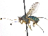  ( - CCDB-23305-A10)  @15 [ ] CreativeCommons - Attribution (2015) CBG Photography Group Centre for Biodiversity Genomics