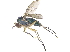  ( - CCDB-23305-B01)  @15 [ ] CreativeCommons - Attribution (2015) CBG Photography Group Centre for Biodiversity Genomics