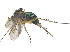  ( - CCDB-23305-B03)  @13 [ ] CreativeCommons - Attribution (2015) CBG Photography Group Centre for Biodiversity Genomics