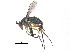 ( - CCDB-23305-B06)  @13 [ ] CreativeCommons - Attribution (2015) CBG Photography Group Centre for Biodiversity Genomics