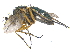  ( - CCDB-23305-B08)  @14 [ ] CreativeCommons - Attribution (2015) CBG Photography Group Centre for Biodiversity Genomics