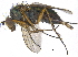  (Dolichopus coercens - CCDB-23305-B10)  @15 [ ] CreativeCommons - Attribution (2015) CBG Photography Group Centre for Biodiversity Genomics