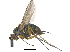  ( - CCDB-23305-B12)  @11 [ ] CreativeCommons - Attribution (2015) CBG Photography Group Centre for Biodiversity Genomics