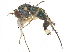 ( - CCDB-23305-C02)  @14 [ ] CreativeCommons - Attribution (2015) CBG Photography Group Centre for Biodiversity Genomics