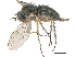  ( - CCDB-23305-C03)  @14 [ ] CreativeCommons - Attribution (2015) CBG Photography Group Centre for Biodiversity Genomics