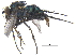  ( - CCDB-23305-C05)  @11 [ ] CreativeCommons - Attribution (2015) CBG Photography Group Centre for Biodiversity Genomics
