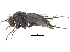  ( - CCDB-23305-C06)  @11 [ ] CreativeCommons - Attribution (2015) CBG Photography Group Centre for Biodiversity Genomics