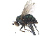  ( - CCDB-23305-C07)  @11 [ ] CreativeCommons - Attribution (2015) CBG Photography Group Centre for Biodiversity Genomics