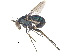  (Dolichopus burnesi - CCDB-23305-C12)  @16 [ ] CreativeCommons - Attribution (2015) CBG Photography Group Centre for Biodiversity Genomics