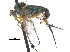  (Dolichopus blandus - CCDB-23305-D03)  @15 [ ] CreativeCommons - Attribution (2015) CBG Photography Group Centre for Biodiversity Genomics