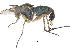  (Dolichopus brevimanus - CCDB-23305-D04)  @15 [ ] CreativeCommons - Attribution (2015) CBG Photography Group Centre for Biodiversity Genomics